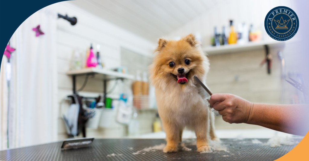 Pomeranian dog being groomed with a comb at a pet salon.