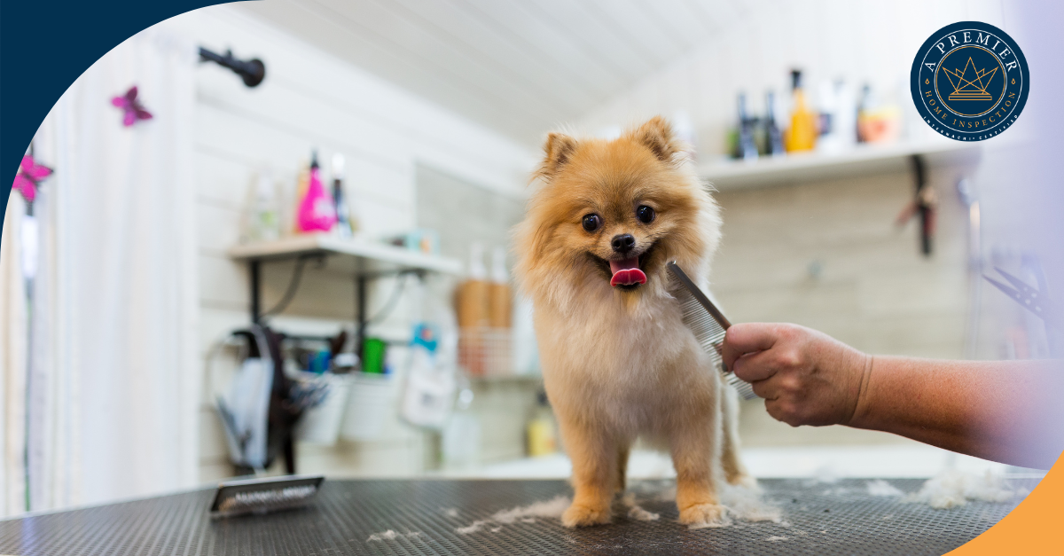 Pomeranian dog being groomed with a comb at a pet salon.