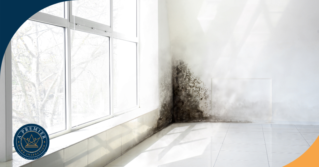 Black mold growth near window from moisture