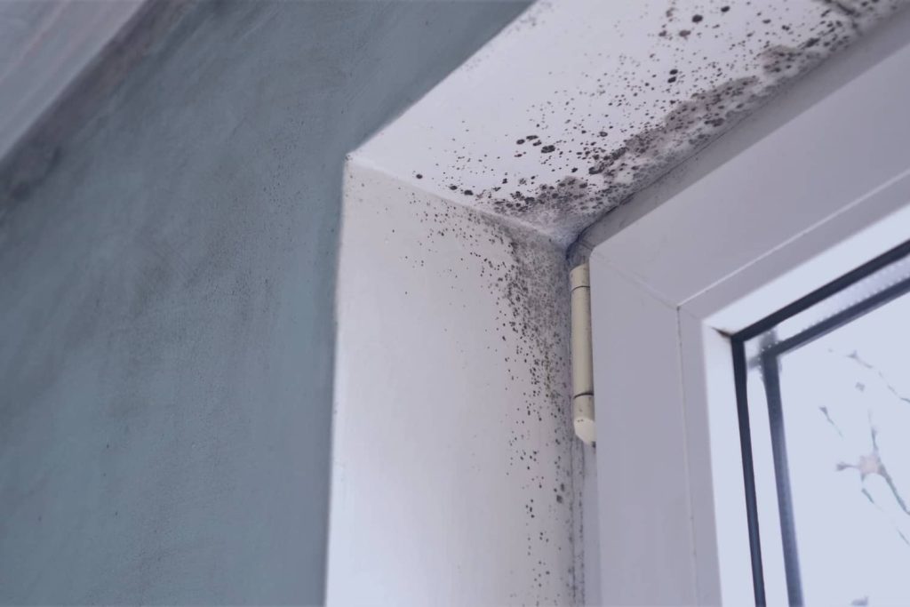 Black mold growth spreading across a ceiling and window frame corner, showing the damage caused by poor ventilation and excess moisture.